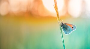 Divorce-In-Your-Future-Collaborative-Hill-Law-Firm